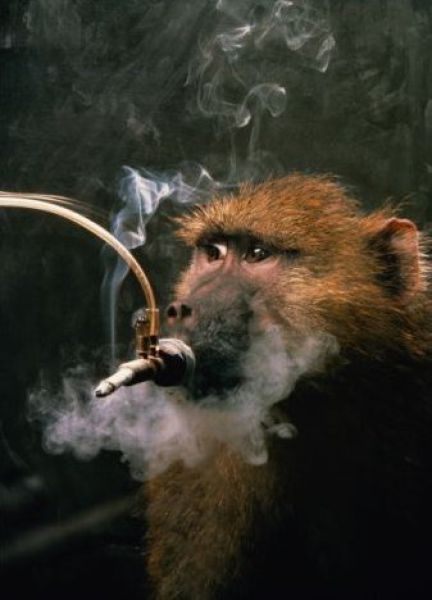 smoking monkey