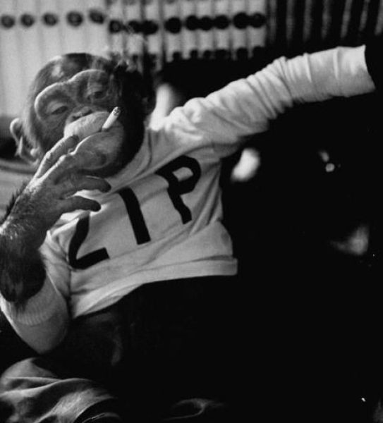 smoking monkey