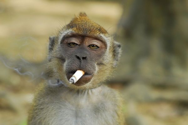 smoking monkey