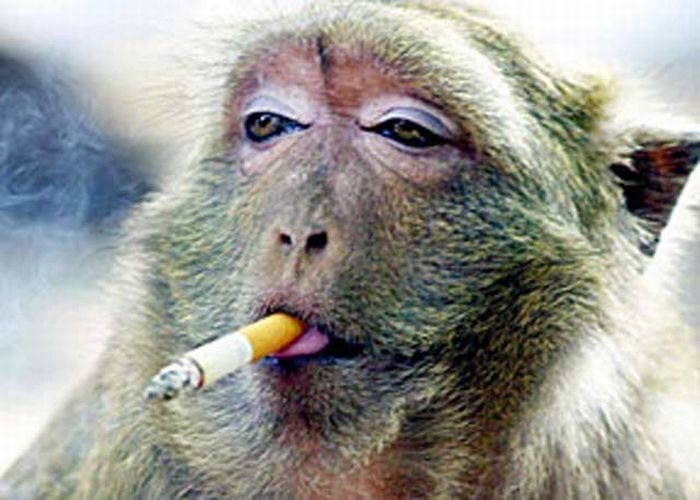 smoking monkey