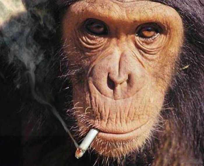 smoking monkey