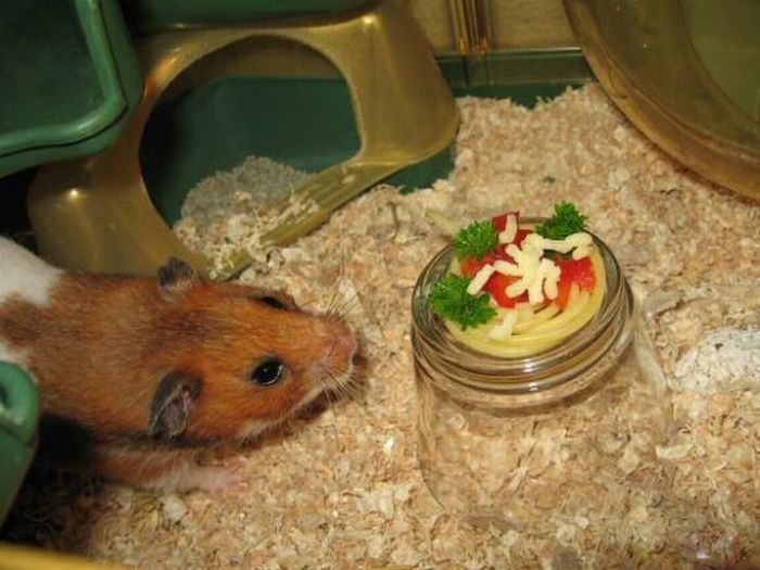 pasta for hamster