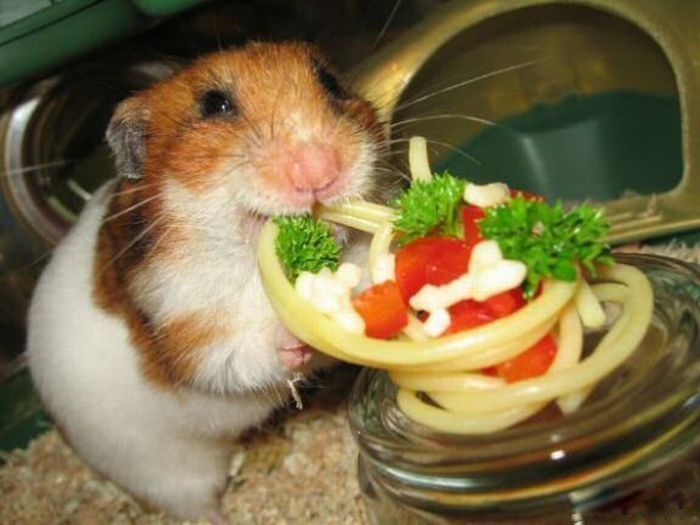 pasta for hamster