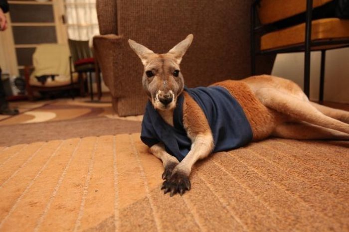 Beemer, pet kangaroo