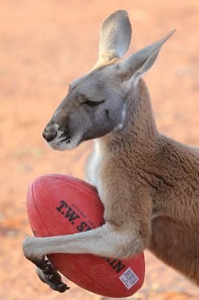 Beemer, pet kangaroo