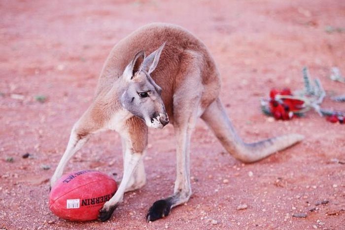 Beemer, pet kangaroo