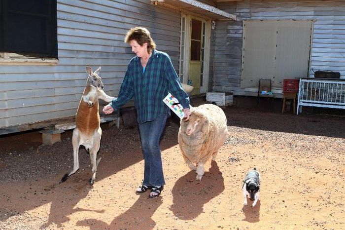 Beemer, pet kangaroo