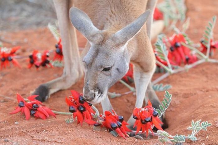 Beemer, pet kangaroo