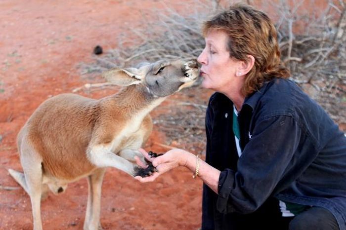 Beemer, pet kangaroo