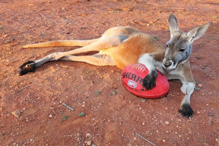 Beemer, pet kangaroo