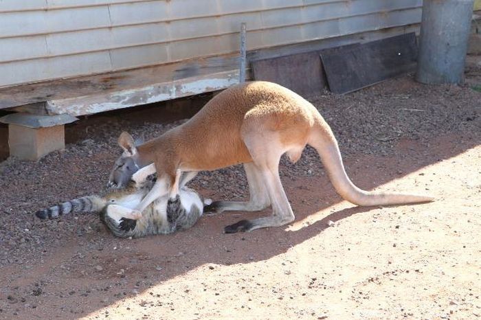 Beemer, pet kangaroo