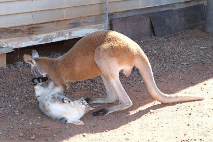 Beemer, pet kangaroo