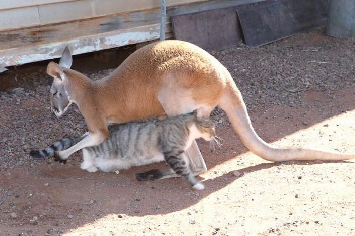 Beemer, pet kangaroo