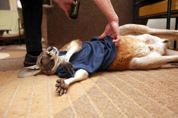 Beemer, pet kangaroo