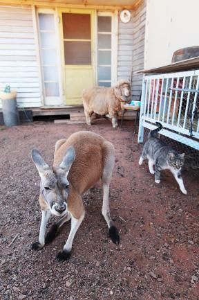 Beemer, pet kangaroo