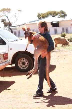 Beemer, pet kangaroo