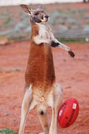 Beemer, pet kangaroo