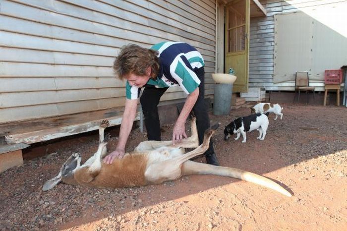 Beemer, pet kangaroo