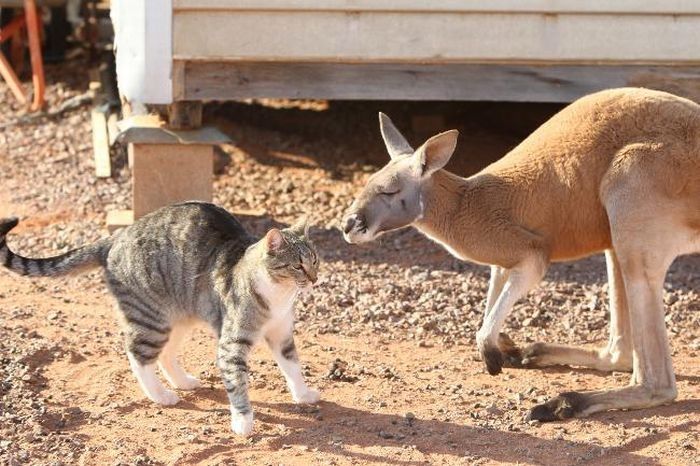 Beemer, pet kangaroo