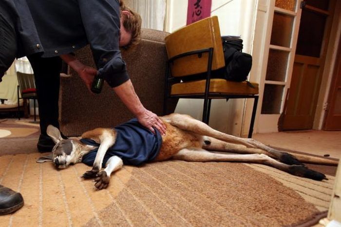 Beemer, pet kangaroo