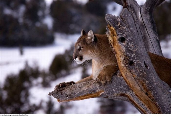 Wild animals by Jonathan Griffiths