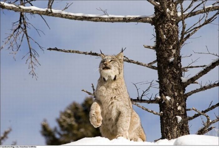 Wild animals by Jonathan Griffiths