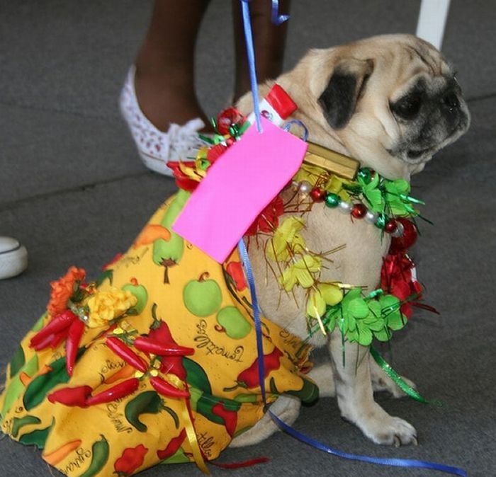 pug in costume