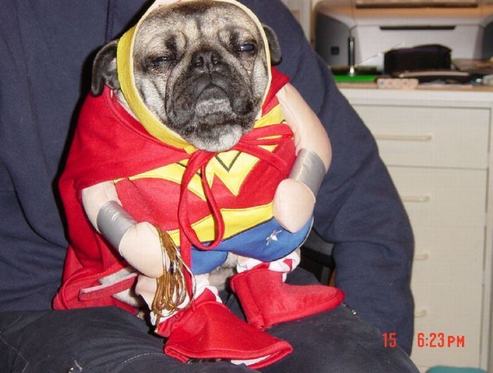 pug in costume