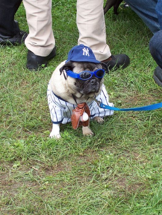 pug in costume