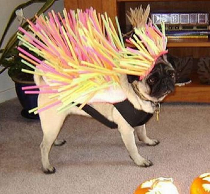 pug in costume