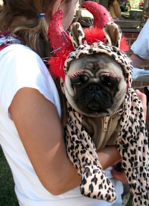 pug in costume