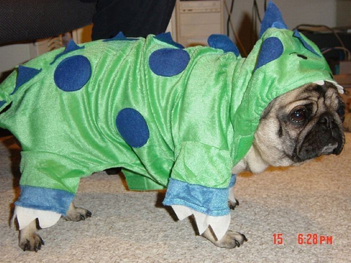 pug in costume