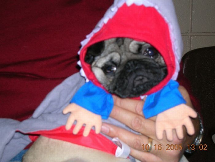 pug in costume