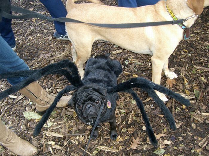 pug in costume