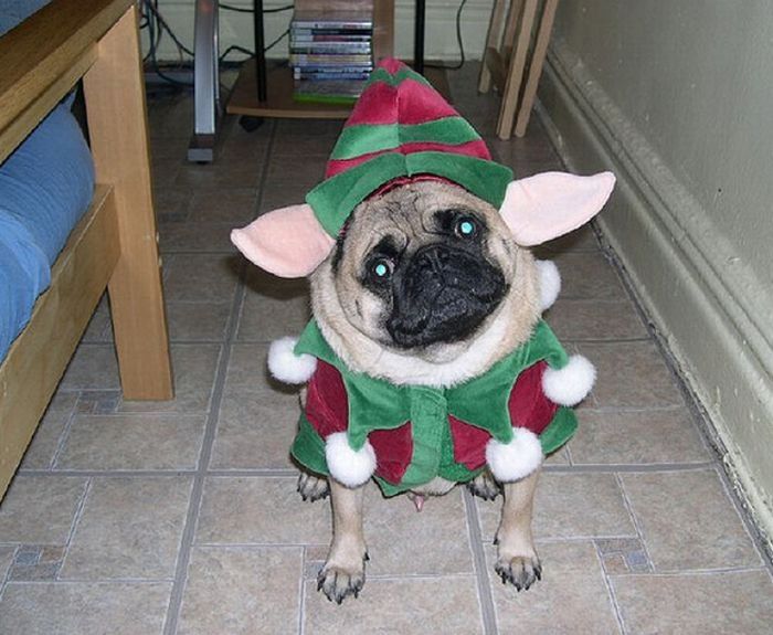 pug in costume