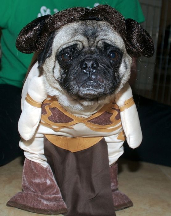 pug in costume
