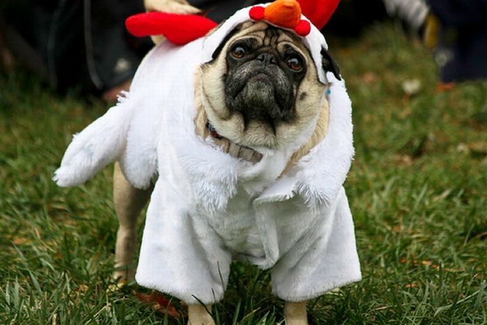 pug in costume