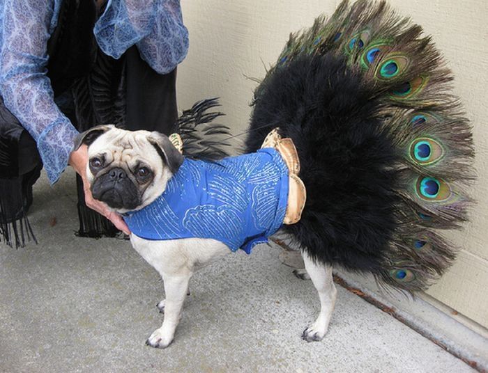 pug in costume