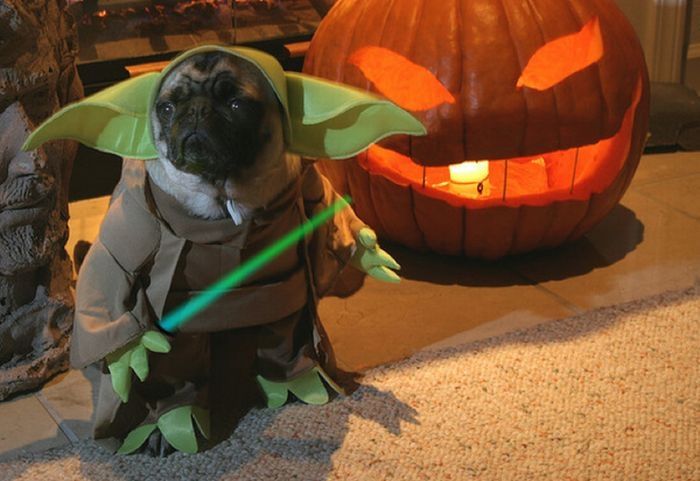 pug in costume