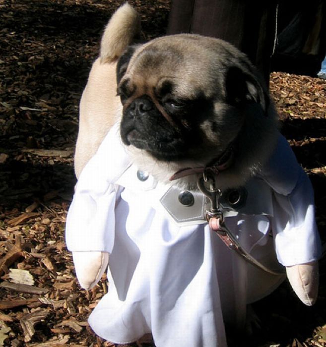 pug in costume