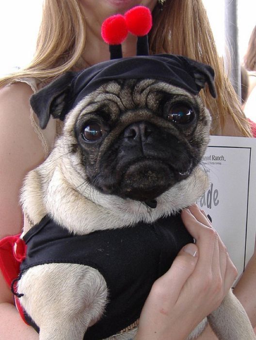 pug in costume