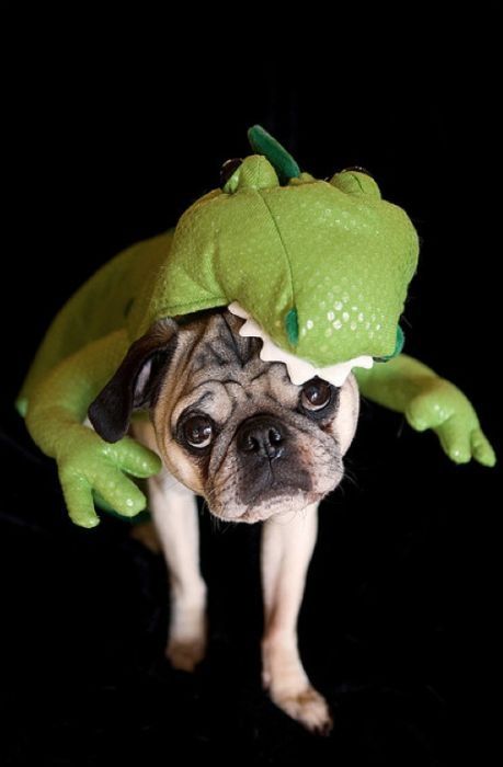 pug in costume