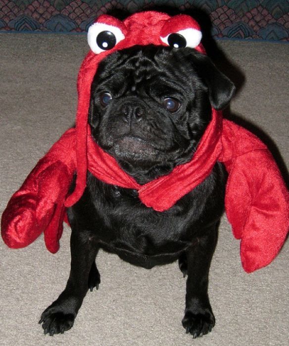 pug in costume