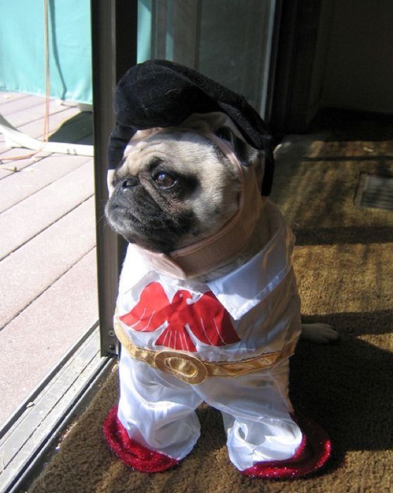 pug in costume