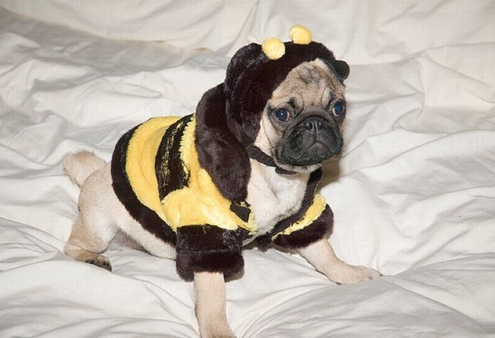 pug in costume