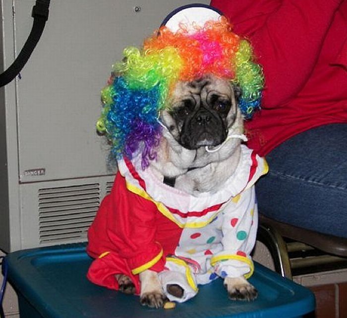 pug in costume