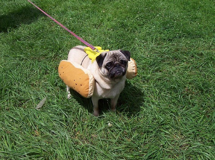 pug in costume