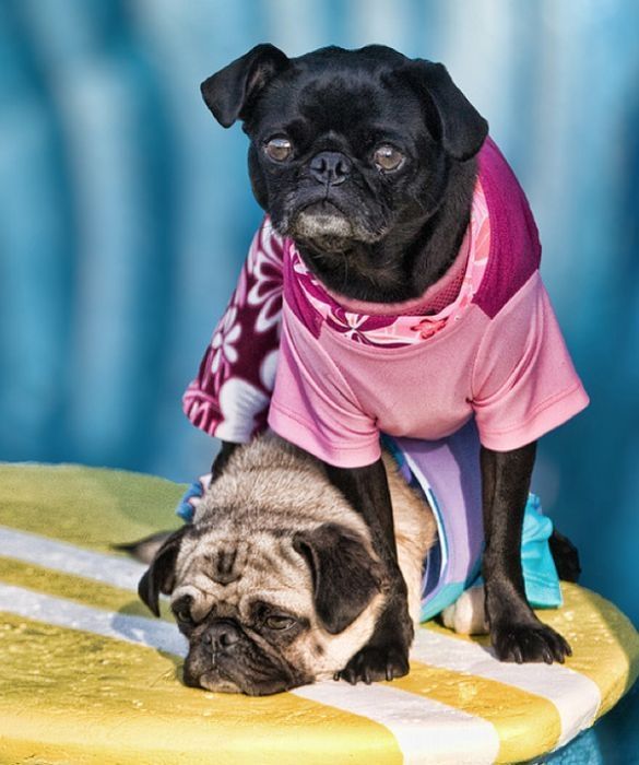 pug in costume