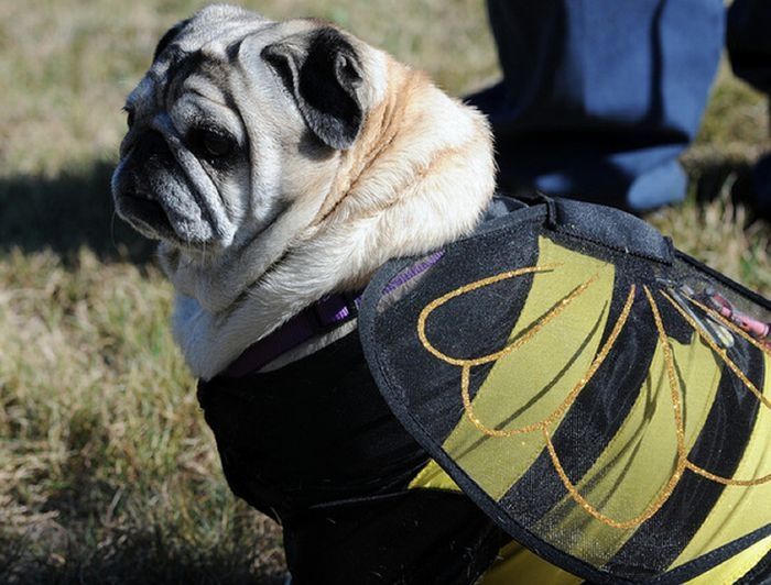 pug in costume