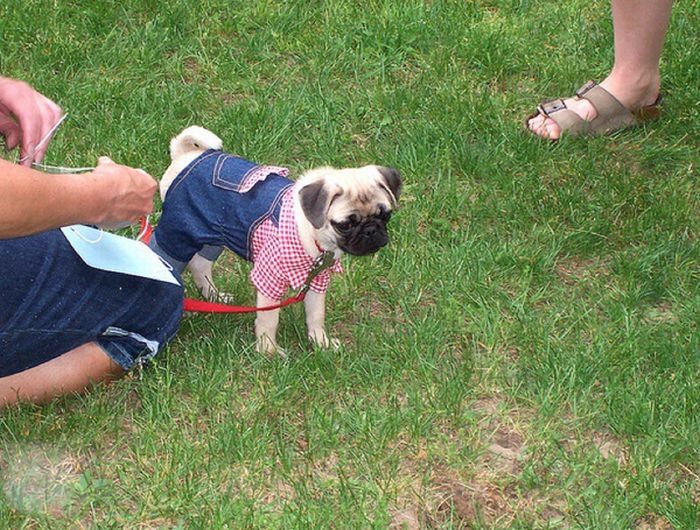 pug in costume